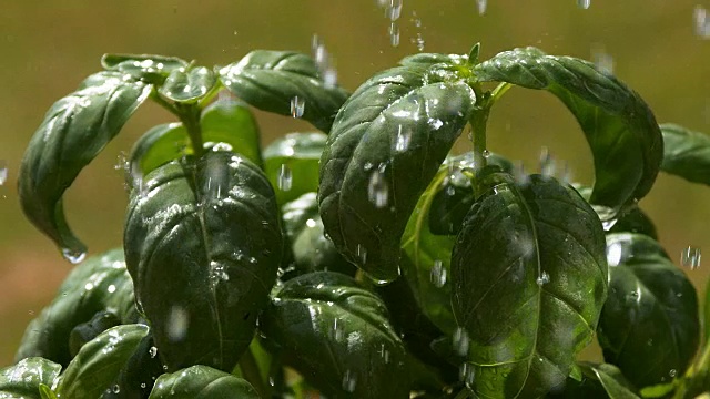 雨落蛇怪，罗勒，诺曼底，慢镜头视频素材