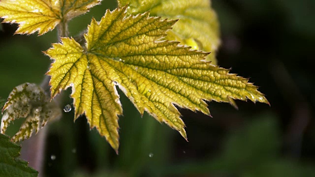 落在银莲花叶上的雨，诺曼底，慢镜头视频素材