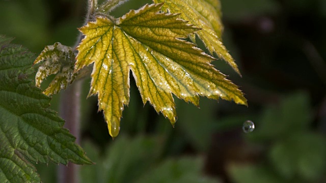 落在银莲花叶上的雨，诺曼底，慢镜头视频素材