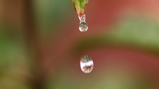 《叶落雨》，诺曼底，慢镜头视频素材