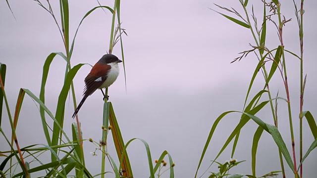 近距离观察缅甸伯劳鸟(Lanius collurioides)在泰国的自然分枝上，鸟视频素材