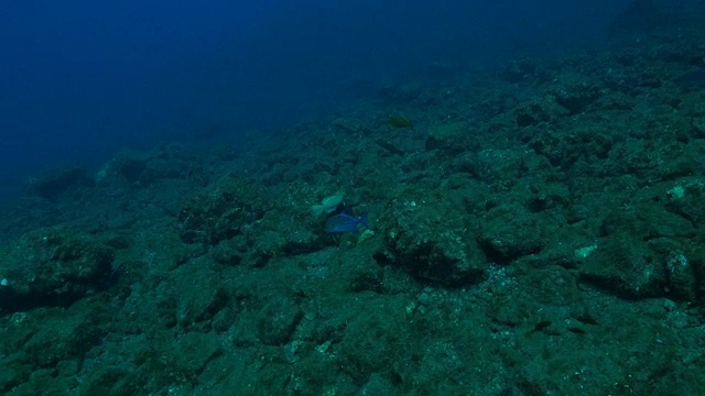 海底的一对鲹鱼视频素材