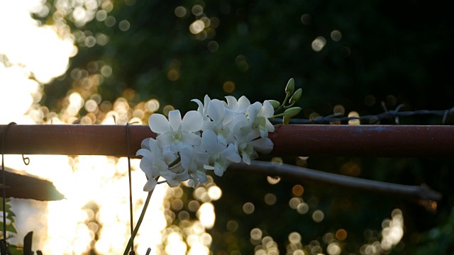 花园里的白色兰花视频素材