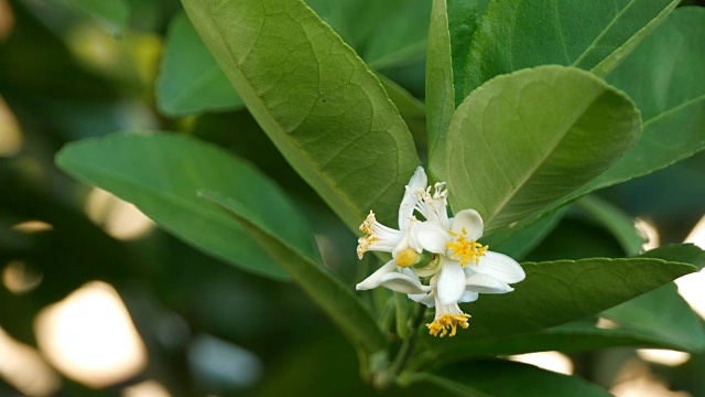 酸橙花视频素材