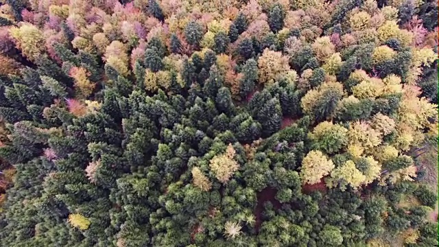 秋天森林的鸟瞰图。松树和枫树视频素材