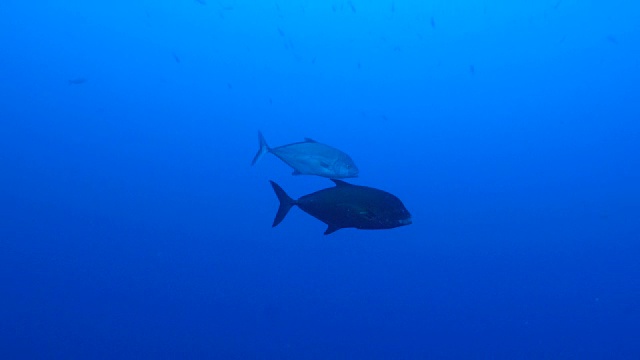 鲹杰克海底视频素材