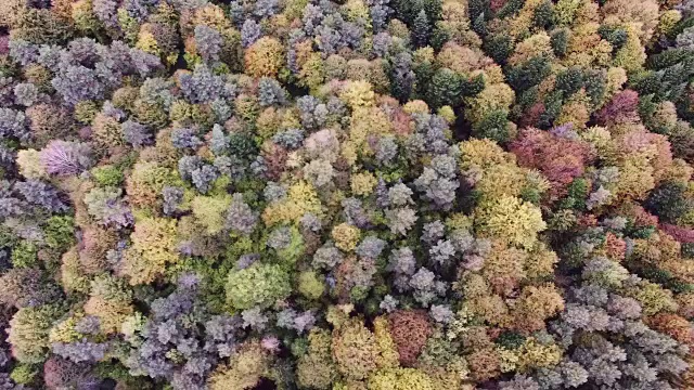 秋天森林的鸟瞰图。松树和枫树视频素材