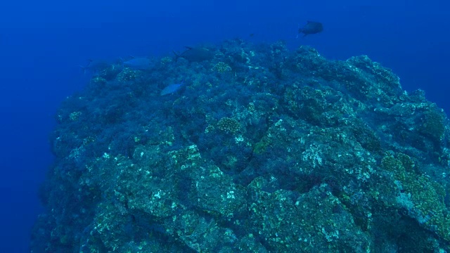 海底的岩石视频素材