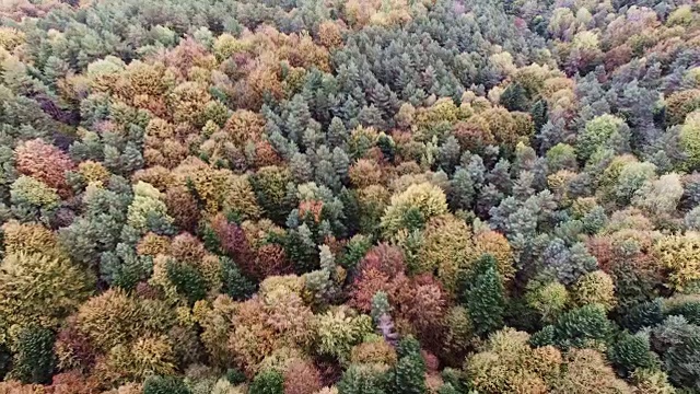 秋天森林的鸟瞰图。镜头在松树和枫树上方移动视频素材