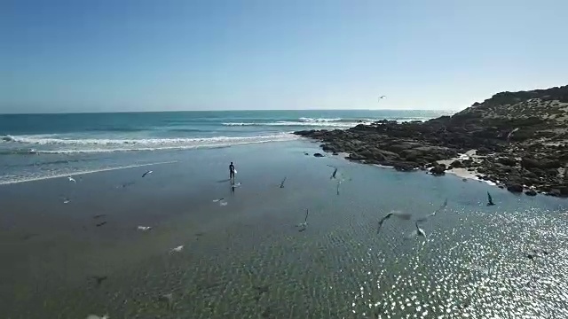 空中冲浪者和一群海鸥一起入水视频素材