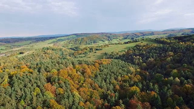 秋天森林的鸟瞰图。松树和枫树视频素材