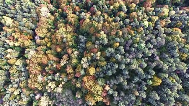 秋天森林的鸟瞰图。松树和枫树视频素材