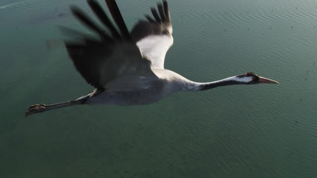 空中对空中CU与普通起重机在威尼斯TU上空飞行，显示第二起重机视频素材