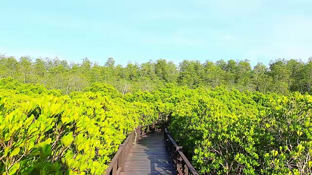 金色的草地上刺视频素材