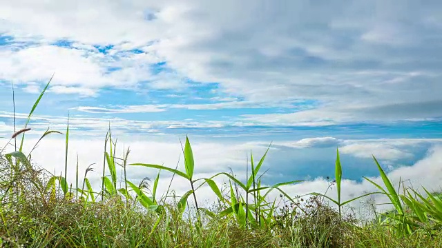 山顶上的草视频素材