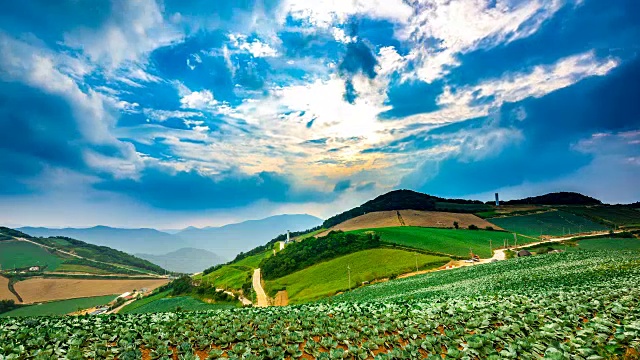 安bandeok(高海拔凉爽地区)村(韩国著名景点)种植的韩国大白菜视频素材