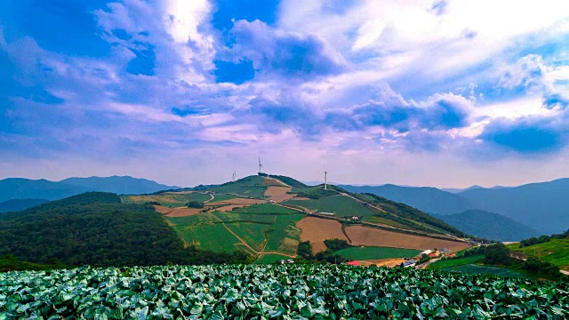 安bandeok(高海拔凉爽地区)村(韩国著名景点)种植的韩国大白菜视频素材