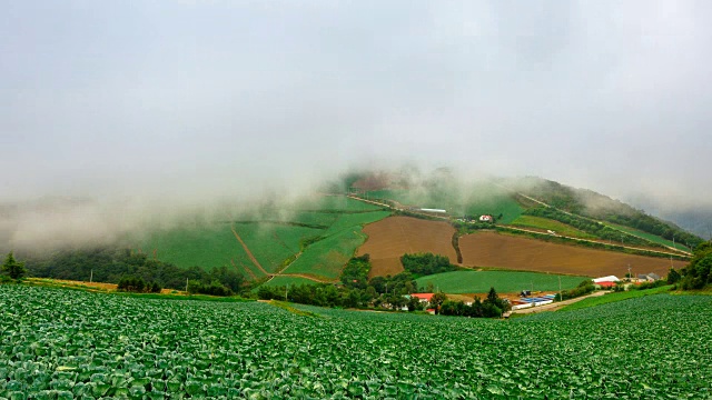 安bandeok村(韩国著名景点)韩国大白菜田的黎明景象视频素材