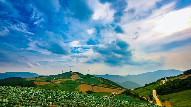 安bandeok(高海拔凉爽地区)村(韩国著名景点)种植的韩国大白菜视频素材