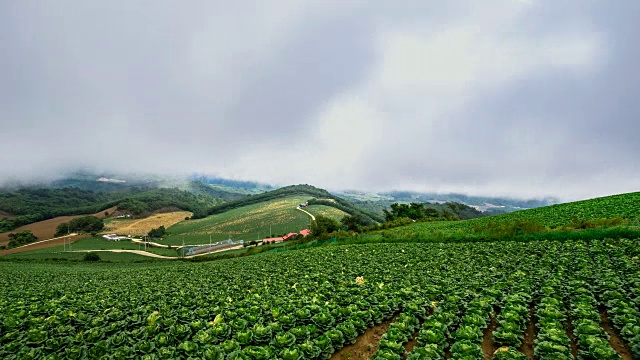 安bandeok村(韩国著名景点)韩国大白菜田的黎明景象视频素材