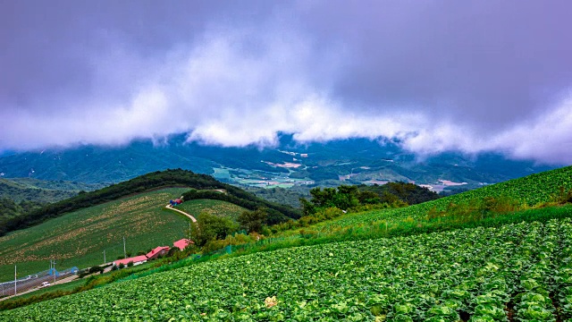 安bandeok村(韩国著名景点)韩国大白菜田的黎明景象视频素材