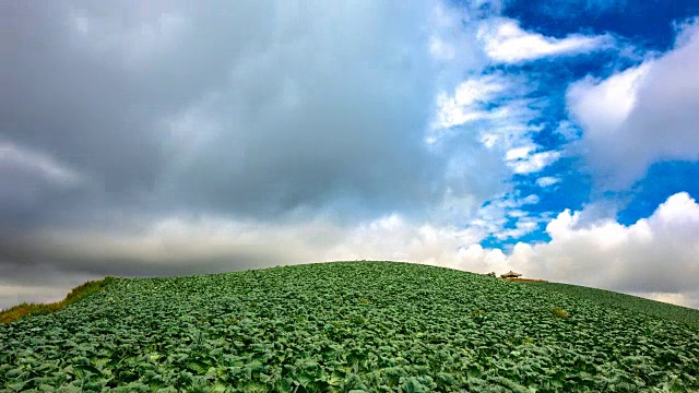 安bandeok(高海拔凉爽地区)村(韩国著名景点)种植的韩国大白菜视频素材