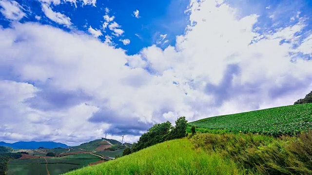 安bandeok(高海拔凉爽地区)村(韩国著名景点)种植的韩国大白菜视频素材