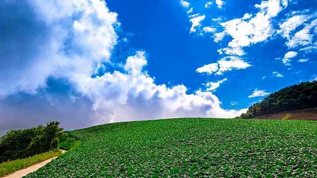 安bandeok(高海拔凉爽地区)村(韩国著名景点)种植的韩国大白菜视频素材