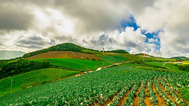 安bandeok(高海拔凉爽地区)村(韩国著名景点)种植的韩国大白菜视频素材