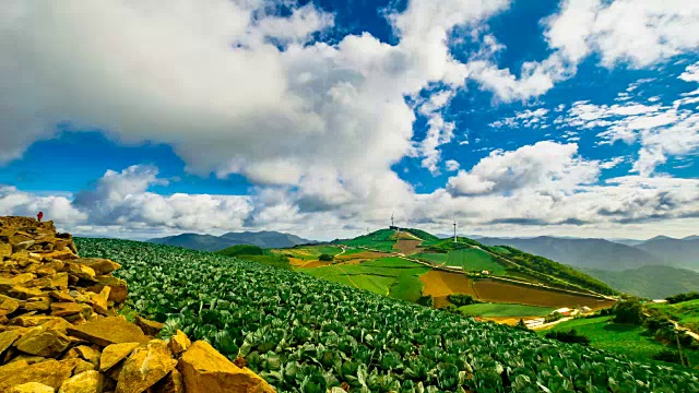 安bandeok(高海拔凉爽地区)村(韩国著名景点)种植的韩国大白菜视频素材