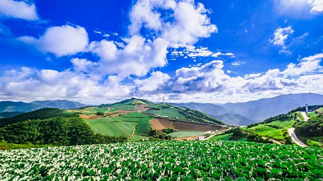 安bandeok(高海拔凉爽地区)村(韩国著名景点)种植的韩国大白菜视频素材