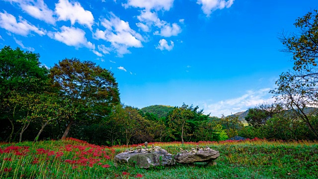 细云沙寺(著名旅游景点)的红蜘蛛百合视频素材