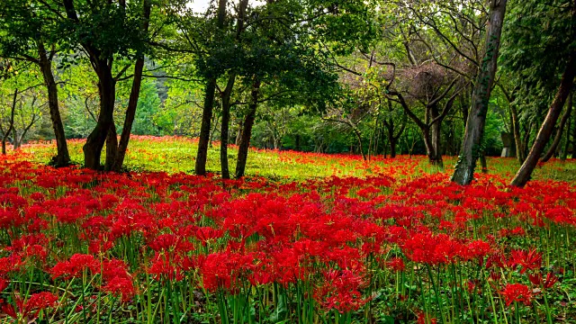 细云沙寺(著名旅游景点)的红蜘蛛百合视频素材