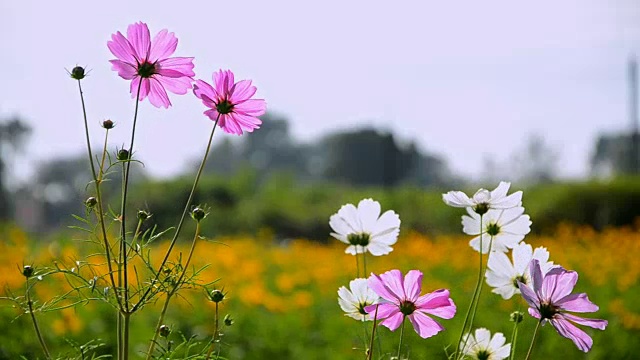 粉红色的宇宙花，蜜蜂和橙色的宇宙花田视频素材