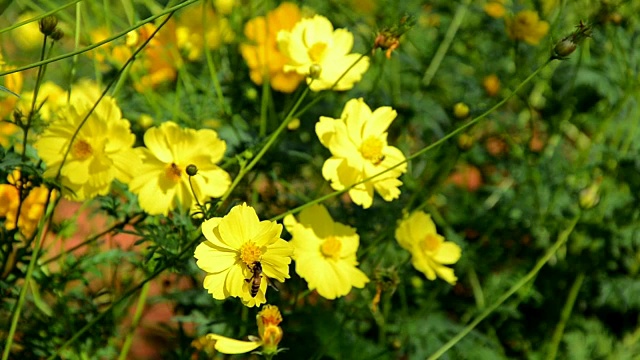 黄色的宇宙花和蜜蜂飞视频素材