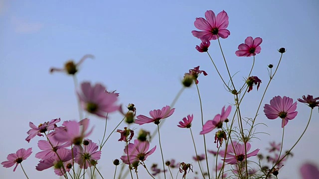 粉红色的宇宙花，蜜蜂和蓝天视频素材