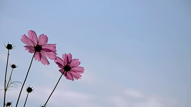 粉红色的宇宙花和蓝色的天空视频素材