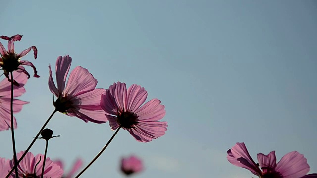 蜜蜂和粉红色的宇宙花视频素材