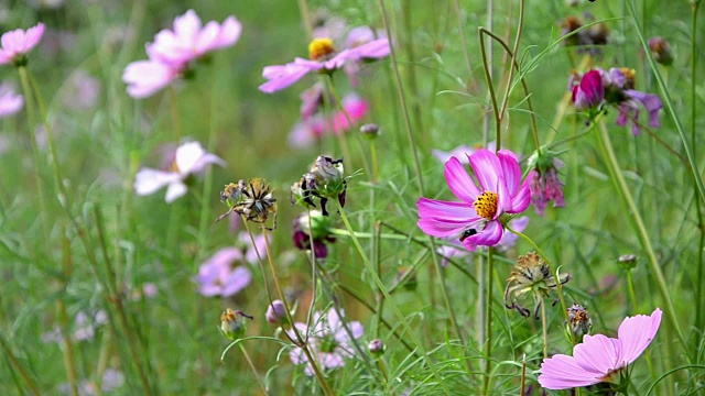 蜜蜂和粉红色的宇宙花视频素材