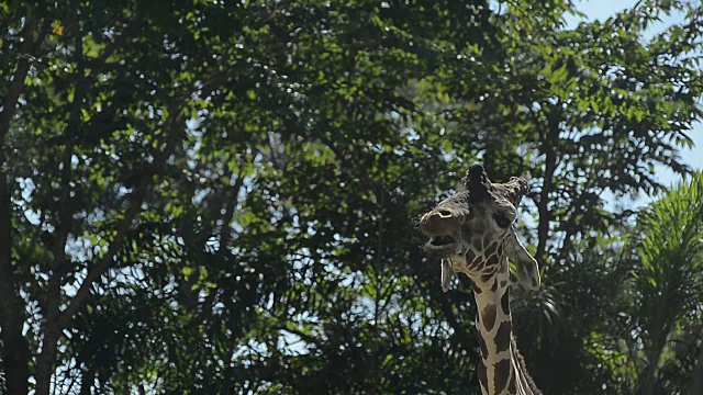 美丽的长颈鹿特写视频下载