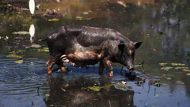 猪视频下载