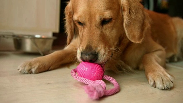 美丽的金毛猎犬躺着玩它的粉红色玩具咀嚼它视频素材