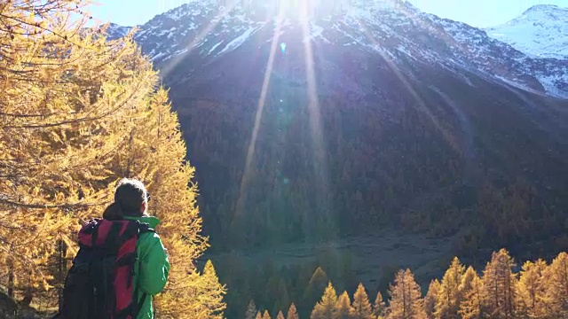 秋天在落叶松森林里徒步旅行的女人视频素材