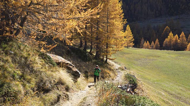 秋天在落叶松森林里徒步旅行的女人视频素材