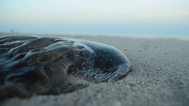 海滩上的水母视频下载