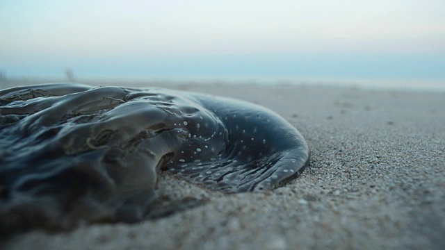 海滩上的水母视频下载