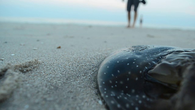 海滩上的水母视频下载