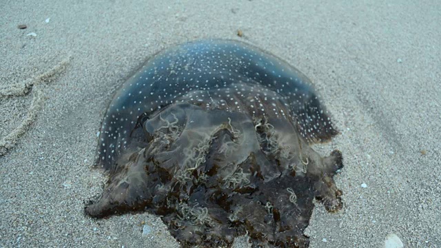 海滩上的水母视频下载