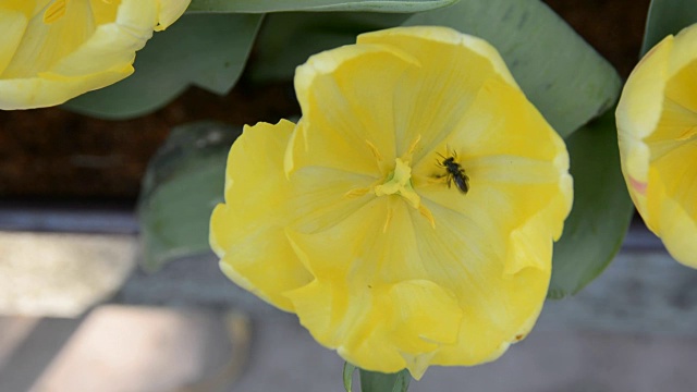 近距离的黄色郁金香花和蜜蜂飞在郁金香花园视频素材