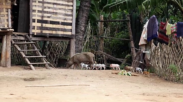 猪视频下载